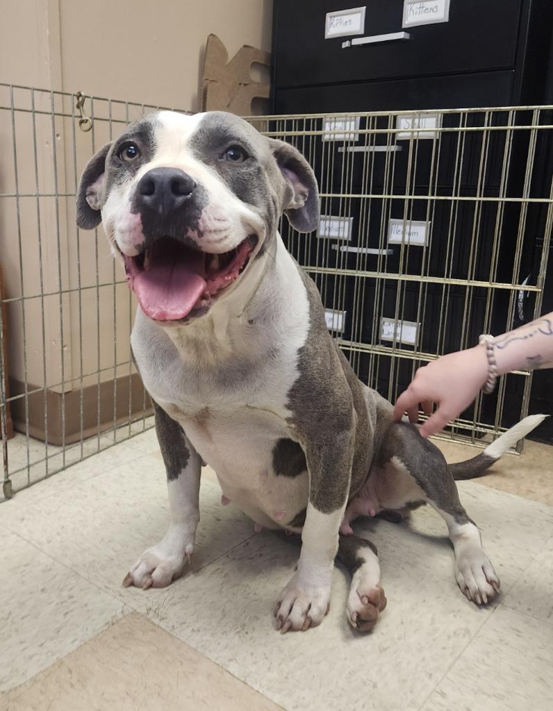 Buttons, Adoptable, Adult Female Pit Bull Terrier.