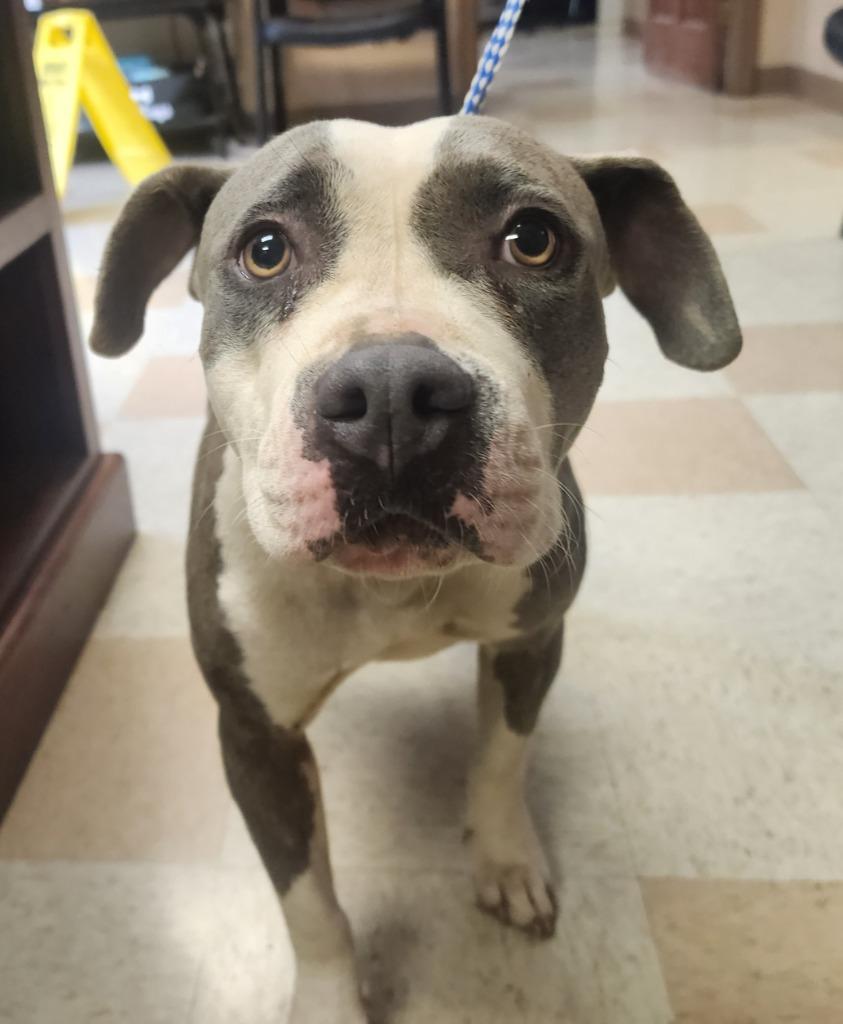 Enlarge Buttons, a Adoptable Pit Bull Terrier in Maumelle, AR image 2/2