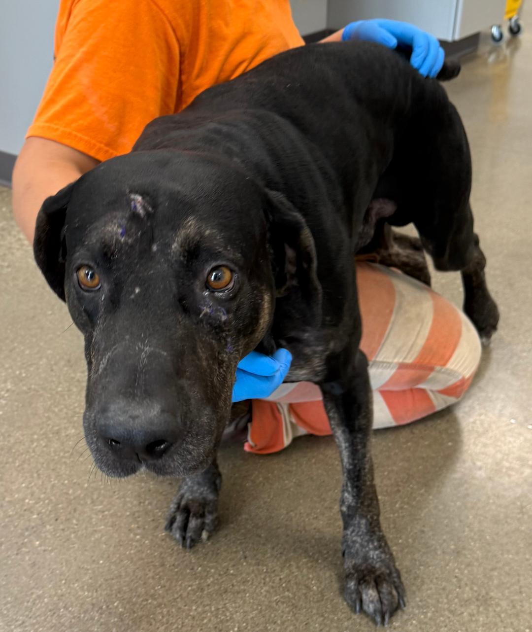 Cesar, Adoptable, Adult Male Labrador Retriever.