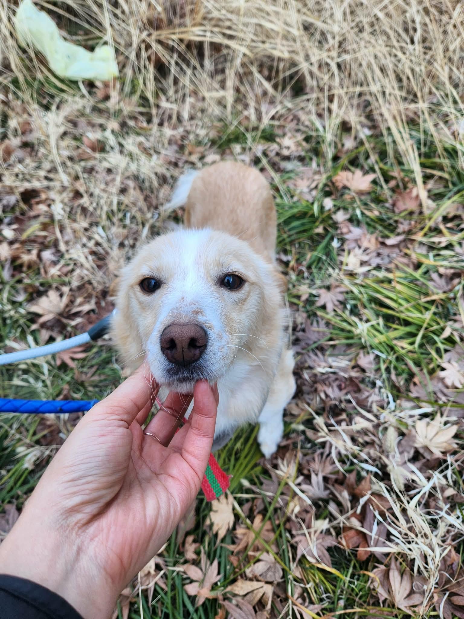 ACORN, Adoptable, Young Female Jindo & Corgi.