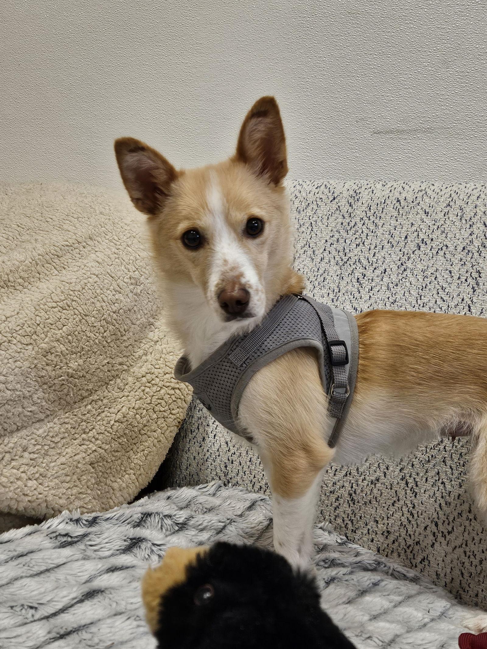 Enlarge ACORN, a Adoptable mixed breed in Agoura Hills, CA image 2/3