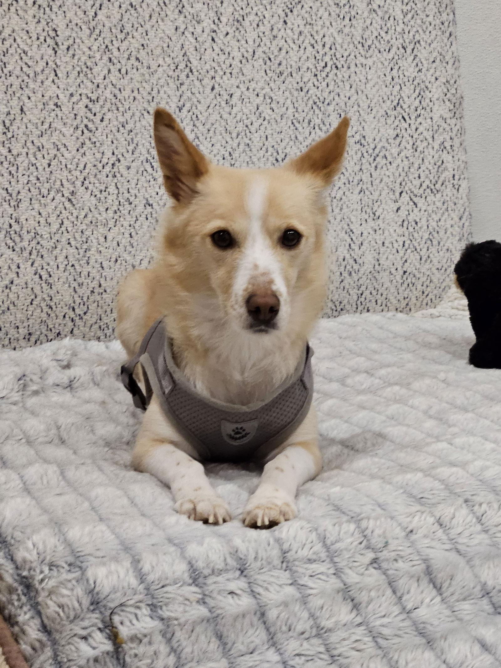 Enlarge ACORN, a Adoptable mixed breed in Agoura Hills, CA image 3/3