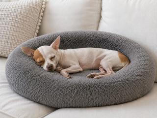 Cheeto {COMING SOON}, Adoptable, Senior Male Chihuahua.