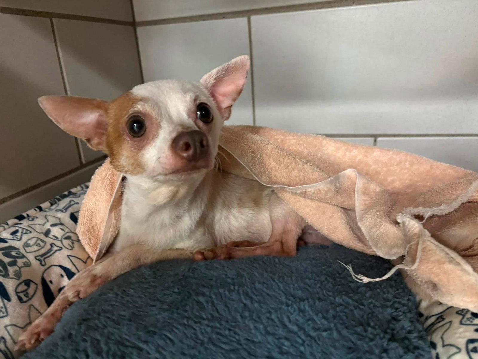 Enlarge Cheeto {COMING SOON}, a Adoptable Chihuahua in Nashville, TN image 2/2