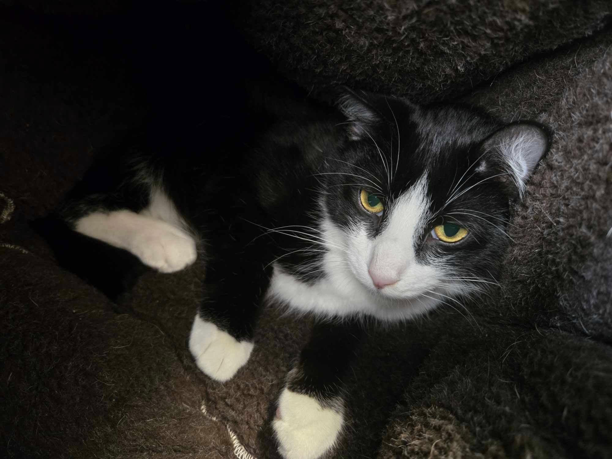 Harlem, an adoptable Tuxedo in Prineville, OR_image-1
