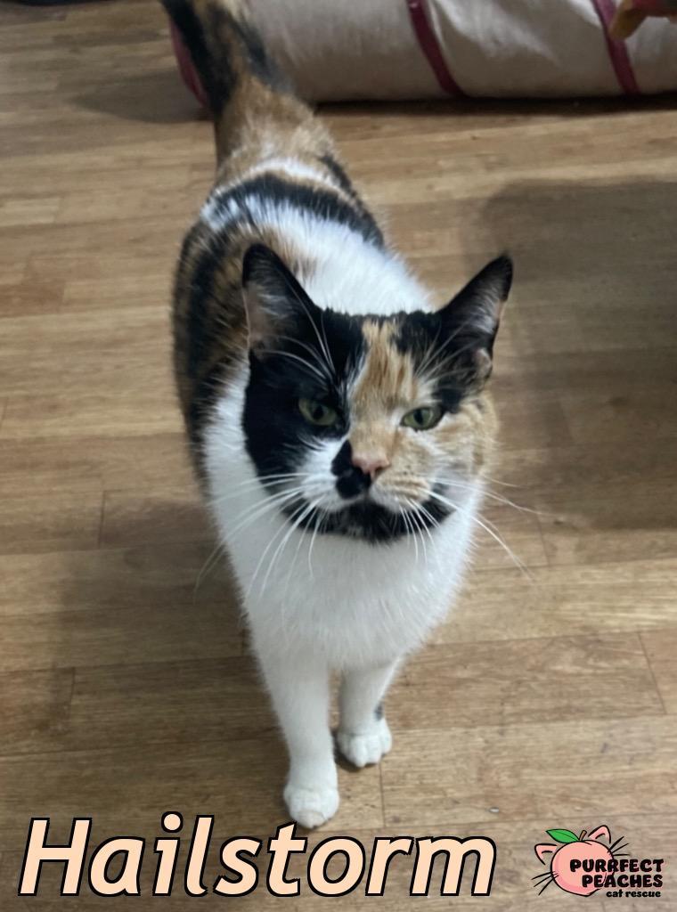 Hailstorm, Adoptable, Young Female Domestic Short Hair.