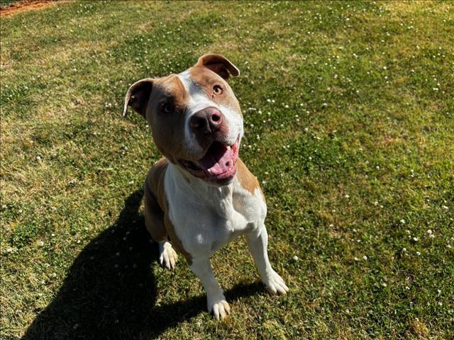 Enlarge CREEK, a Adoptable mixed breed in Appling, GA image 1/1