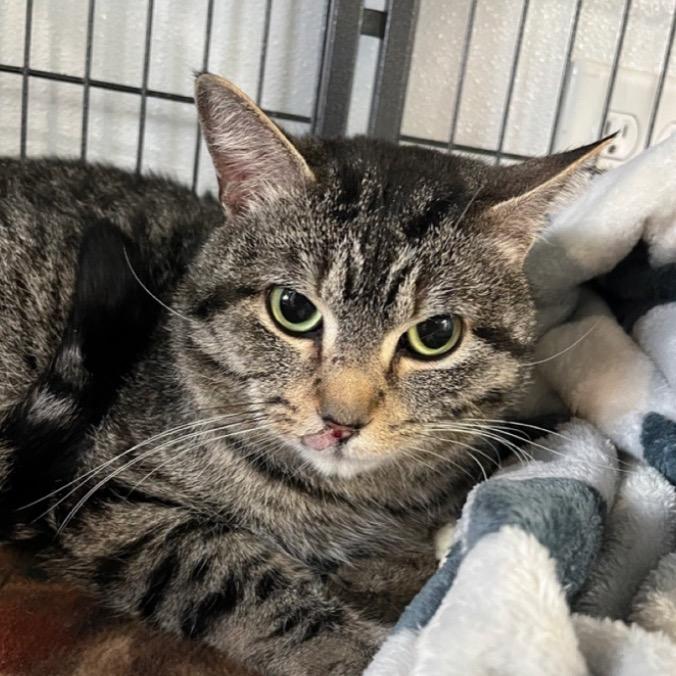 Enlarge Zelda, a ADOPTABLE Domestic Short Hair in Crookston, MN image 1/1