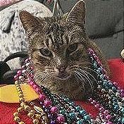 Chunky, Adoptable, Senior Male Domestic Short Hair.