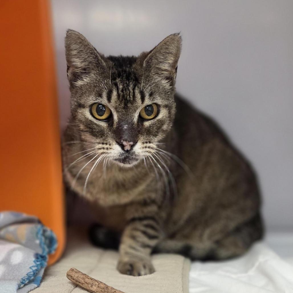 Enlarge Chunky, a Adoptable mixed breed in Houston, TX image 2/6