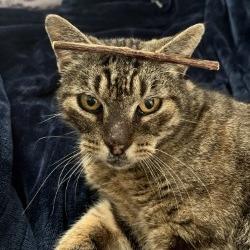 Enlarge Chunky, a Adoptable mixed breed in Houston, TX image 3/6