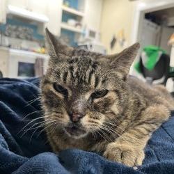 Enlarge Chunky, a Adoptable mixed breed in Houston, TX image 4/6