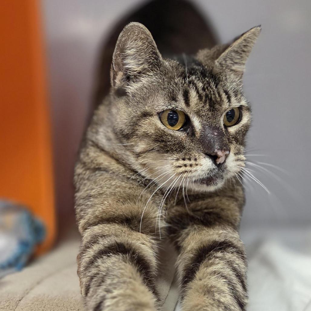 Enlarge Chunky, a Adoptable mixed breed in Houston, TX image 6/6