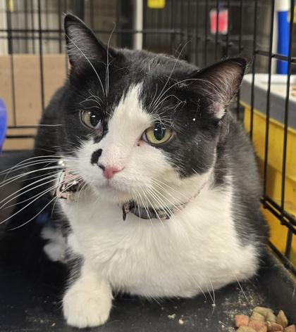 Ms Vee — thumbnail 2