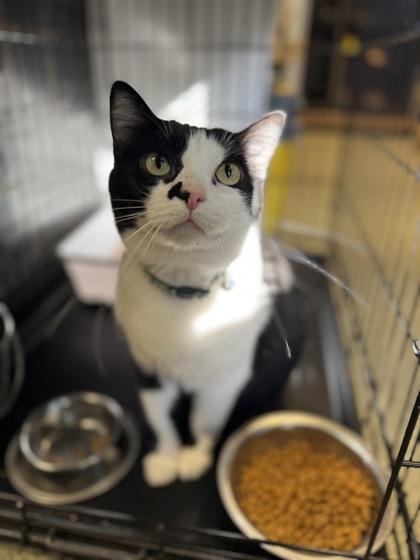 Ms Vee — thumbnail 3