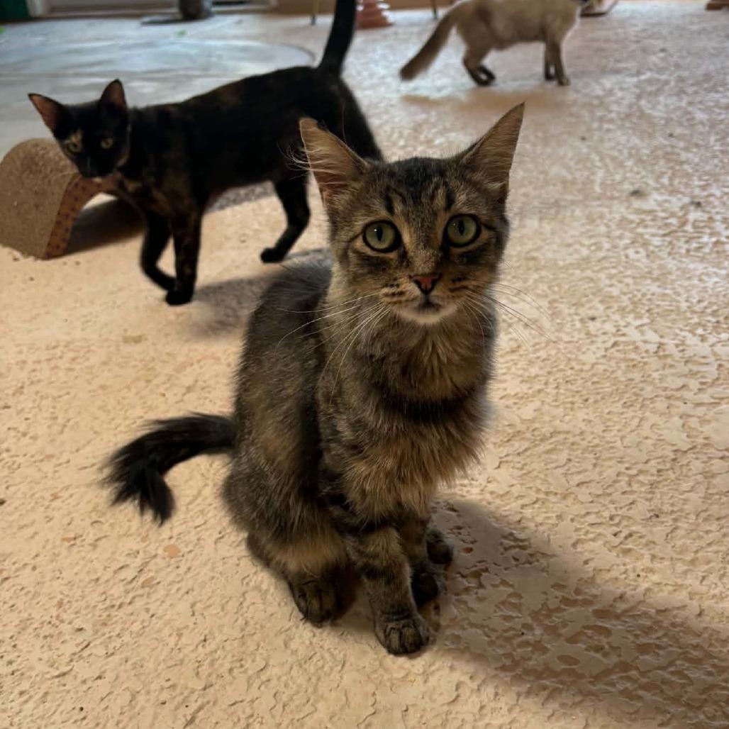 Ariel, Adoptable, Adult Female Domestic Medium Hair.