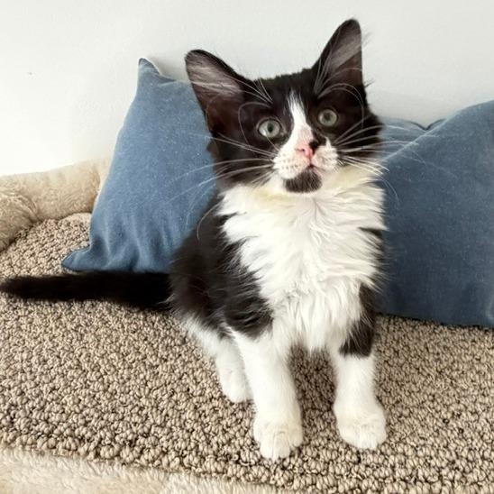 Dakota, Adopted, Kitten Female Domestic Short Hair.