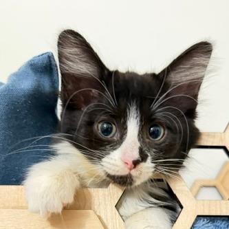 Enlarge Dakota, a Adopted Domestic Short Hair in Naperville, IL image 2/3
