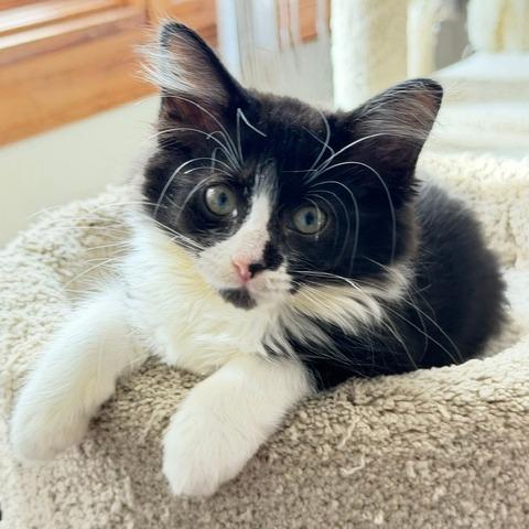 Enlarge Dakota, a Adopted Domestic Short Hair in Naperville, IL image 3/3