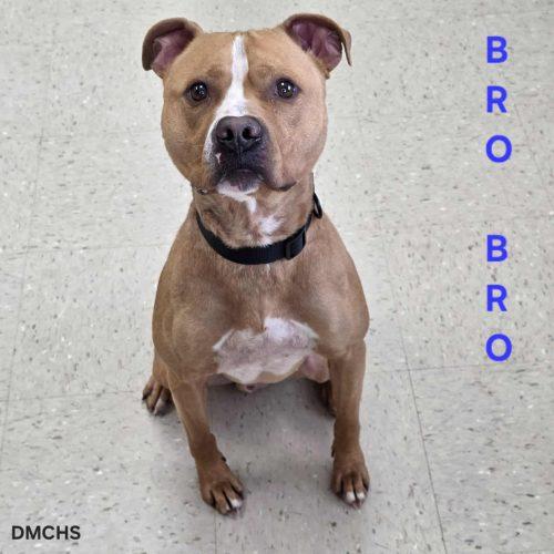 Bro Bro, Adoptable, Young Male Pit Bull Terrier.