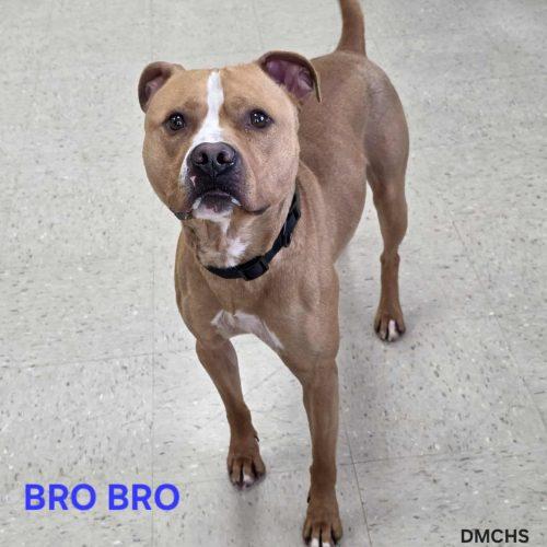 Bro Bro, a Adoptable Pit Bull Terrier in Burlington, IA image 2/5