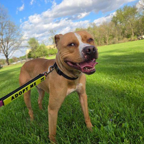 Bro Bro, a Adoptable Pit Bull Terrier in Burlington, IA image 3/5