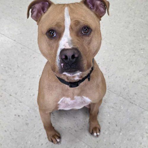 Bro Bro, a Adoptable Pit Bull Terrier in Burlington, IA image 4/5
