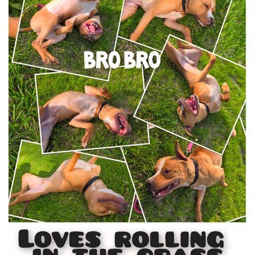 Bro Bro, a Adoptable Pit Bull Terrier in Burlington, IA image 5/5