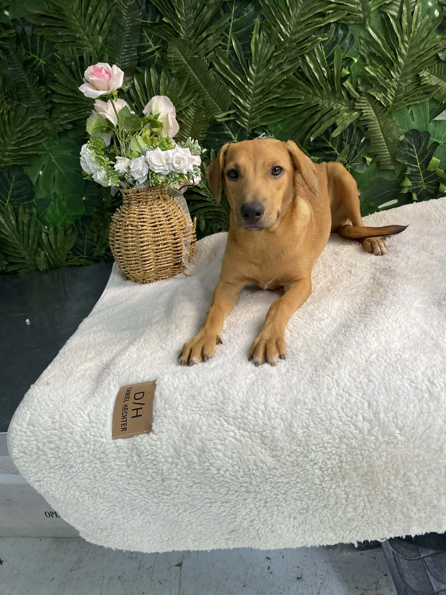 Enlarge Lola, an adopted Mixed Breed in Guelph, ON image 2/2