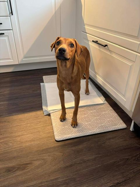 Enlarge Lola, an adopted Mixed Breed in Guelph, ON image 1/2