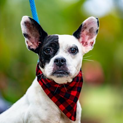 Enlarge Susie, a Adoptable mixed breed in Honolulu, HI image 1/3