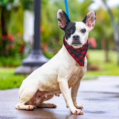 Enlarge Susie, a Adoptable mixed breed in Honolulu, HI image 2/3