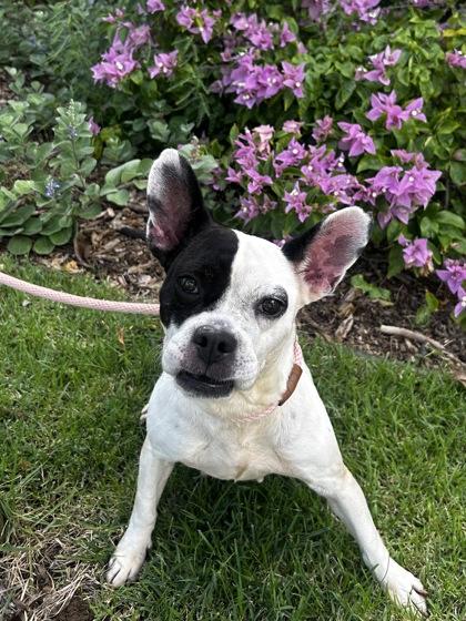 Enlarge Susie, a Adoptable mixed breed in Honolulu, HI image 3/3