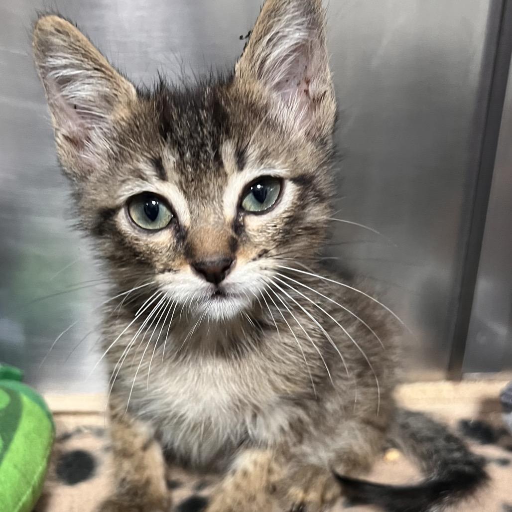 Parsnip, Adoptable, Kitten Male Domestic Short Hair.