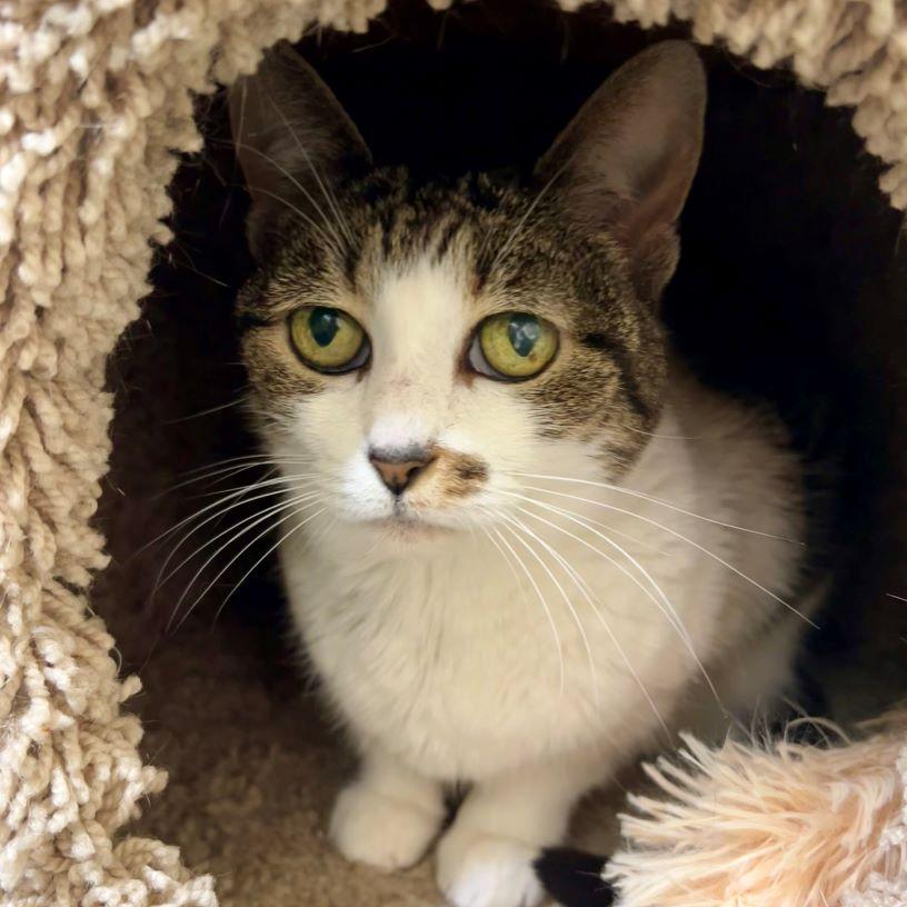 Enlarge Crash, a ADOPTABLE mixed breed in Tulsa, OK image 2/6