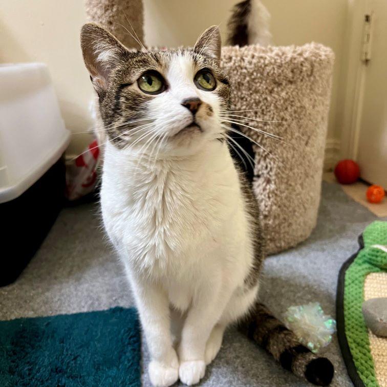 Crash, ADOPTABLE, Senior Female Tabby & Domestic Short Hair.
