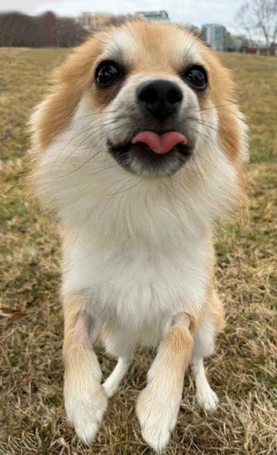 Wolfie, Adoptable, Young Male Pomeranian.