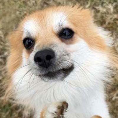 Enlarge Wolfie, a Adoptable Pomeranian in Arlington, VA image 2/3