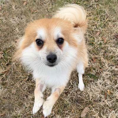 Enlarge Wolfie, a Adoptable Pomeranian in Arlington, VA image 3/3