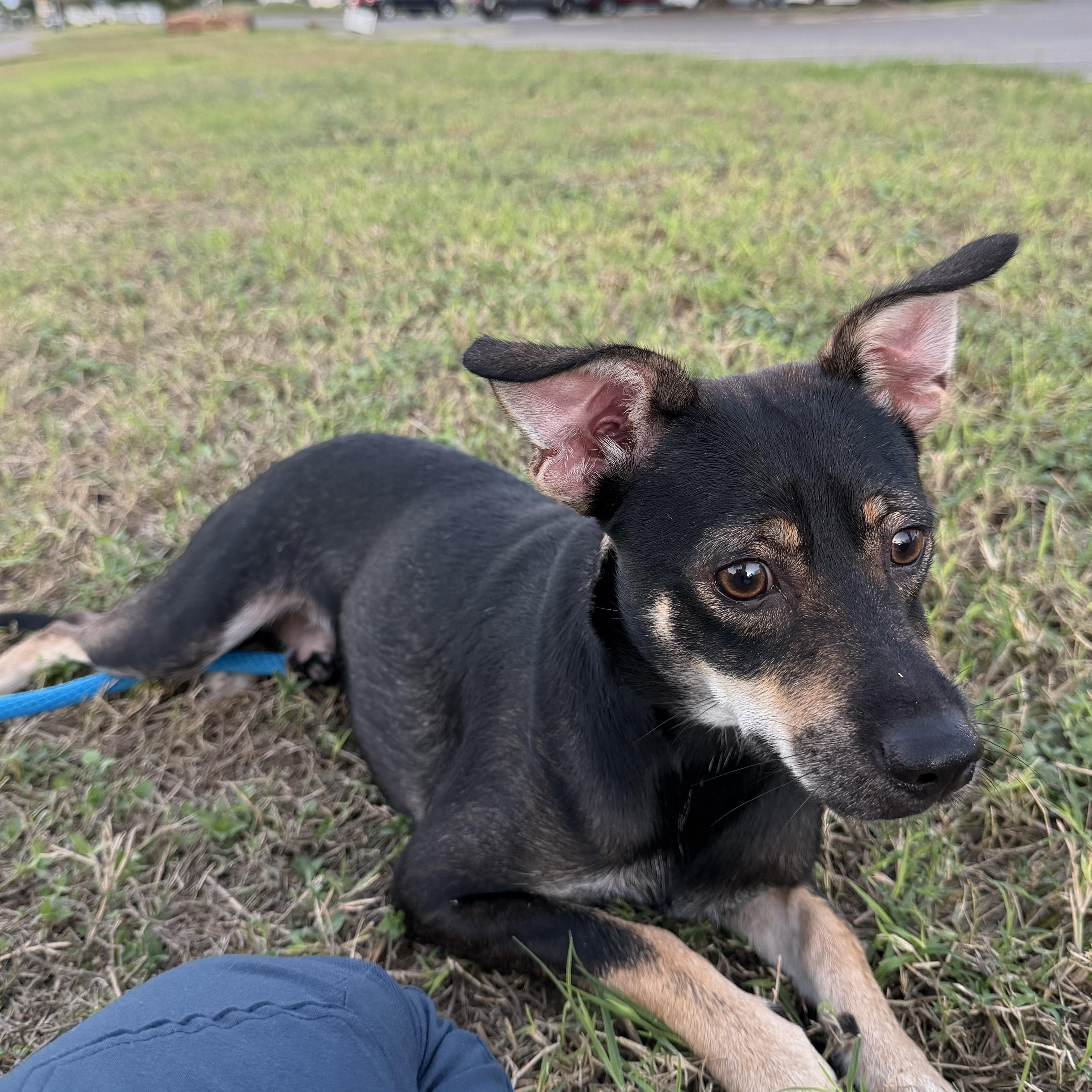 Enlarge Beau, a Adoptable mixed breed in Pittsburgh, PA image 1/2