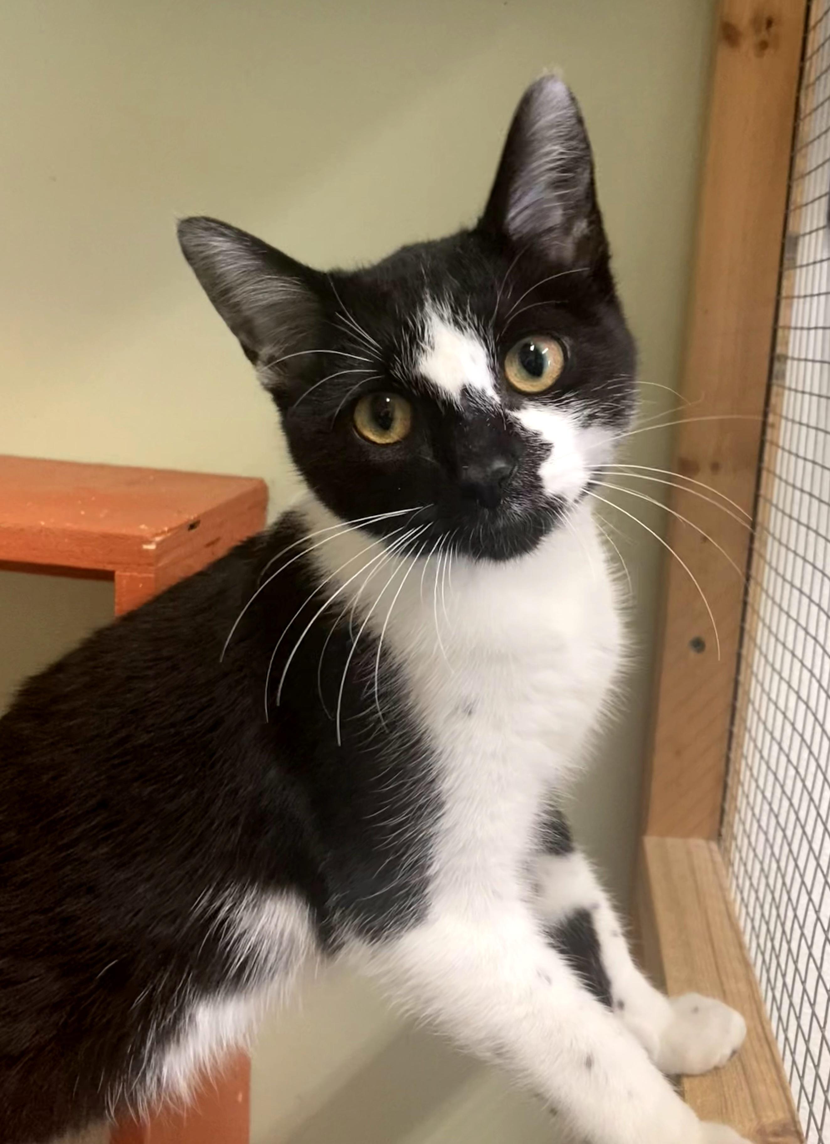 Dalphine, Young Female Domestic Short Hair