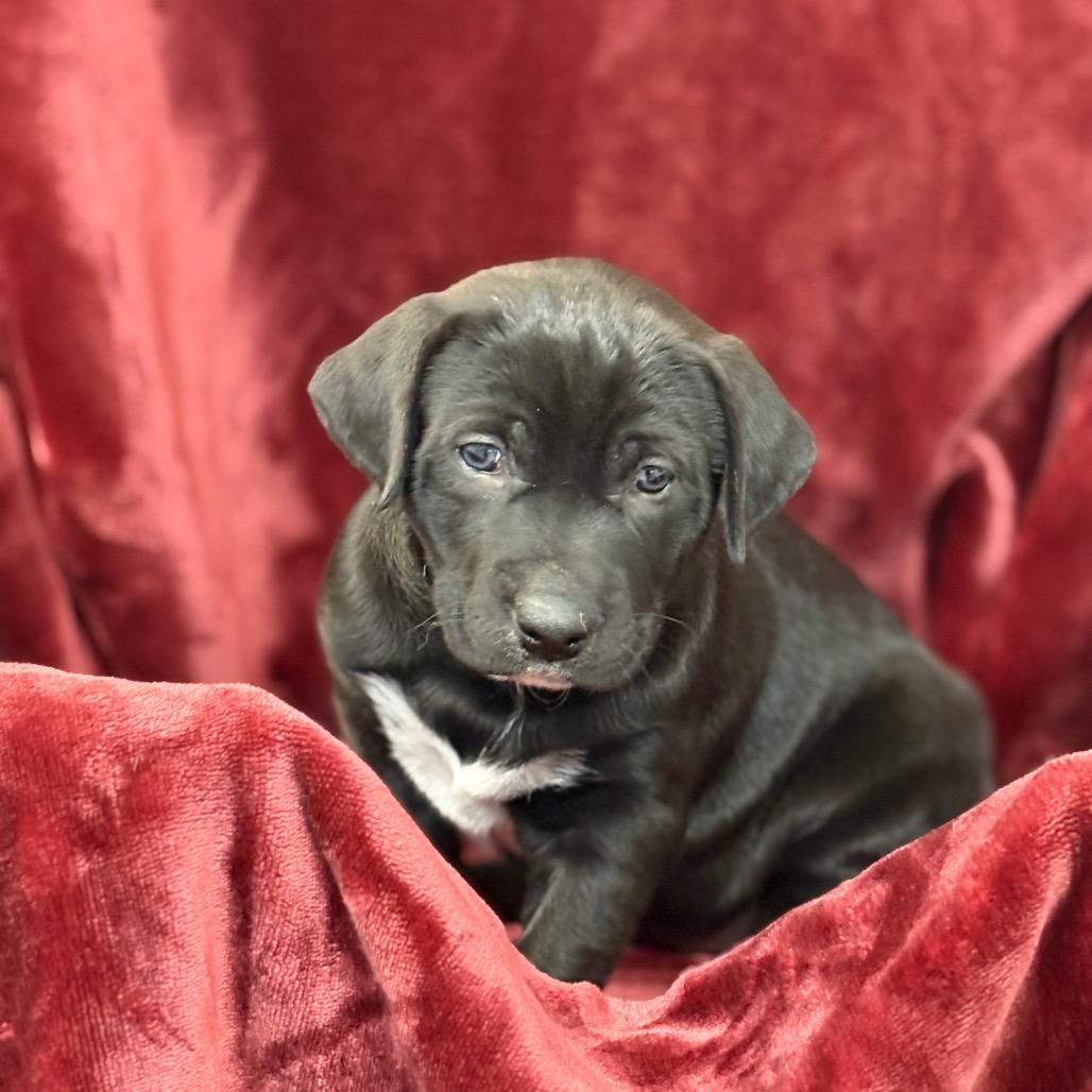 Enlarge Noelle, a Adoptable mixed breed in Mount Shasta, CA image 1/3