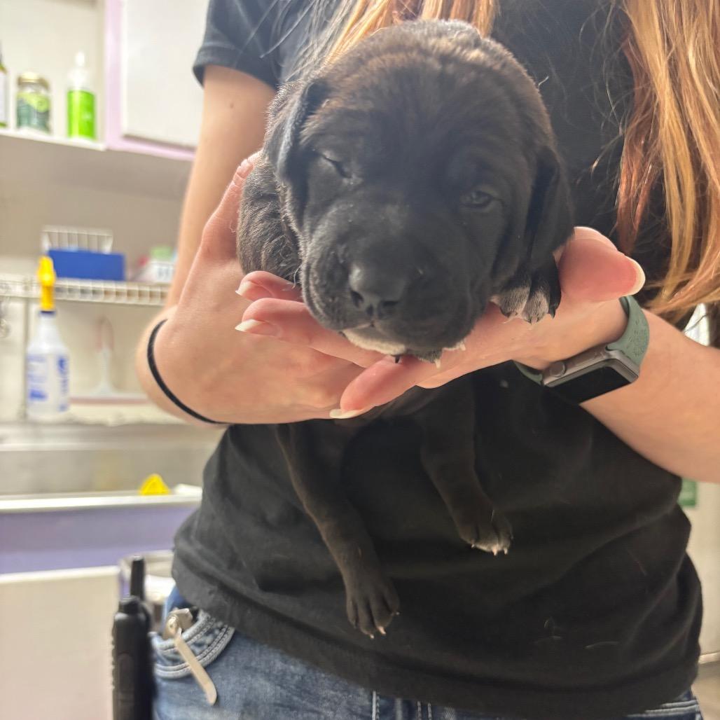 Enlarge Noelle, a Adoptable mixed breed in Mount Shasta, CA image 2/3