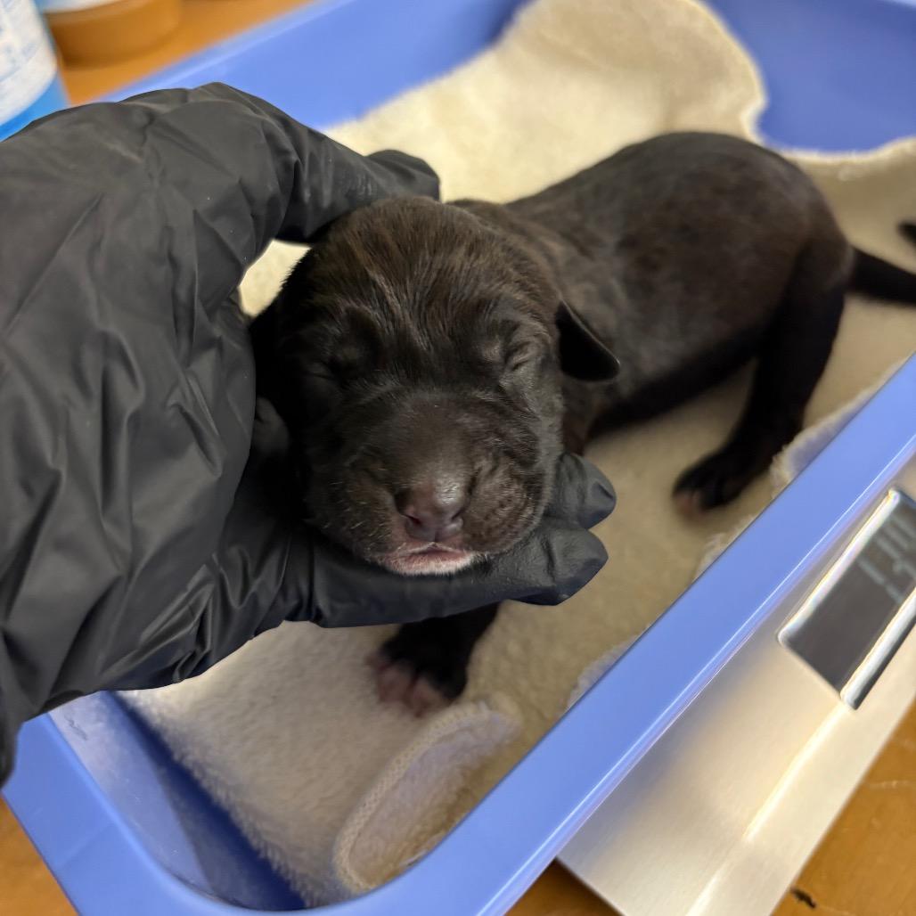 Enlarge Noelle, a Adoptable mixed breed in Mount Shasta, CA image 3/3