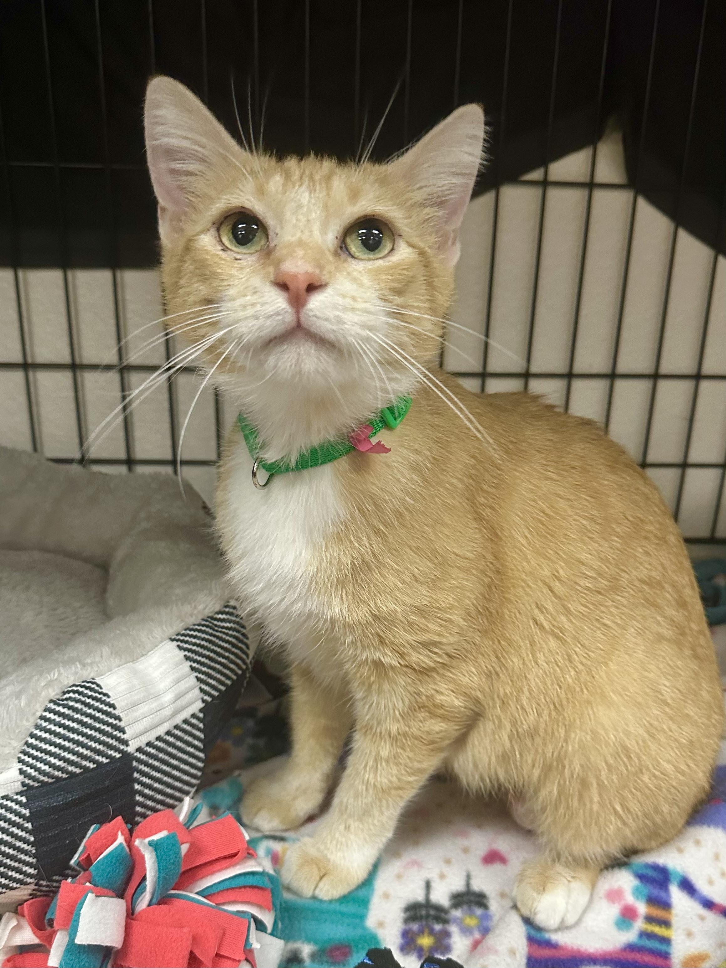 Feyre, a Adoptable Domestic Short Hair in Riverside, CA image 2/4