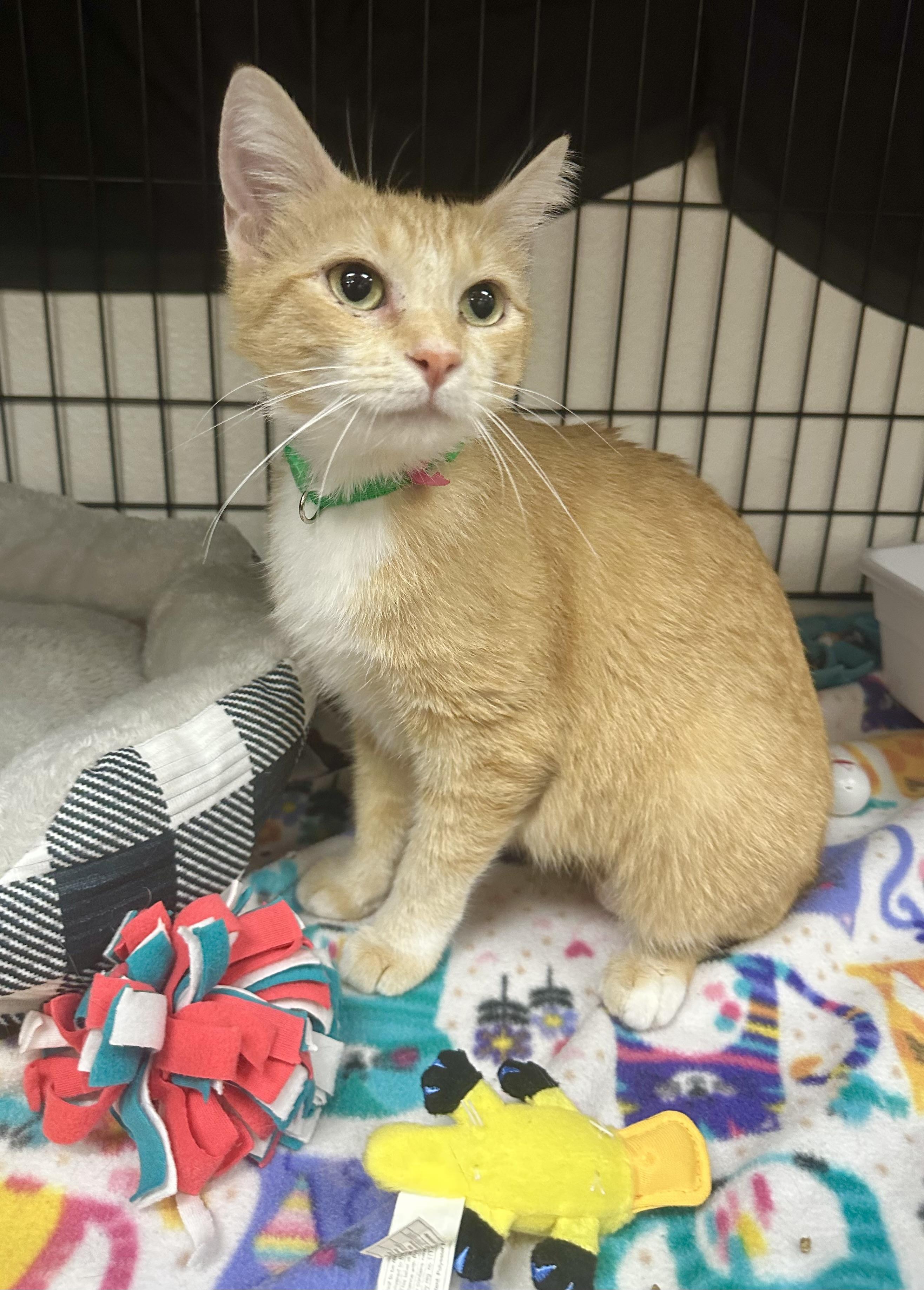 Feyre, a Adoptable Domestic Short Hair in Riverside, CA image 3/4