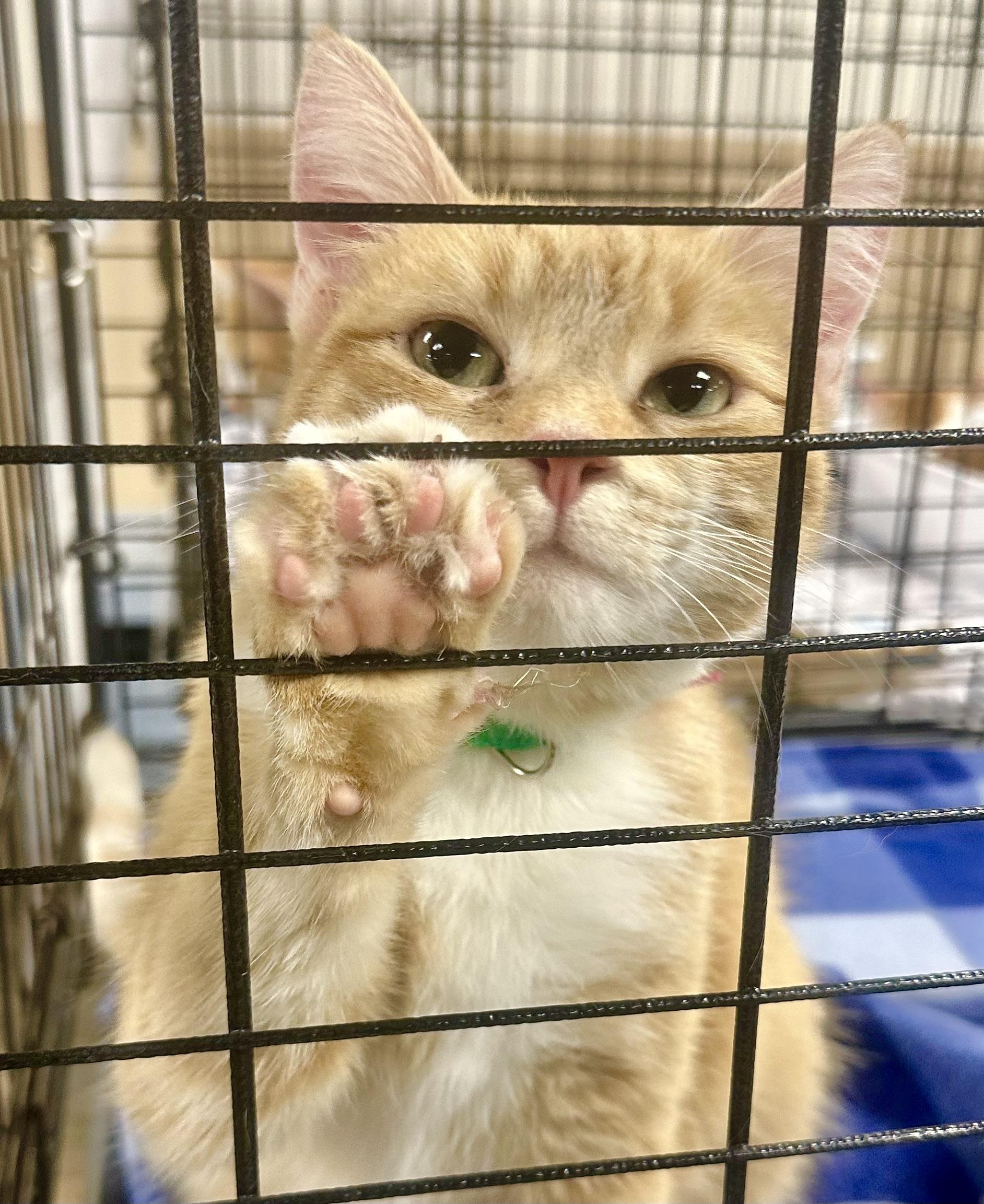 Feyre, Adoptable, Adult Female Domestic Short Hair.