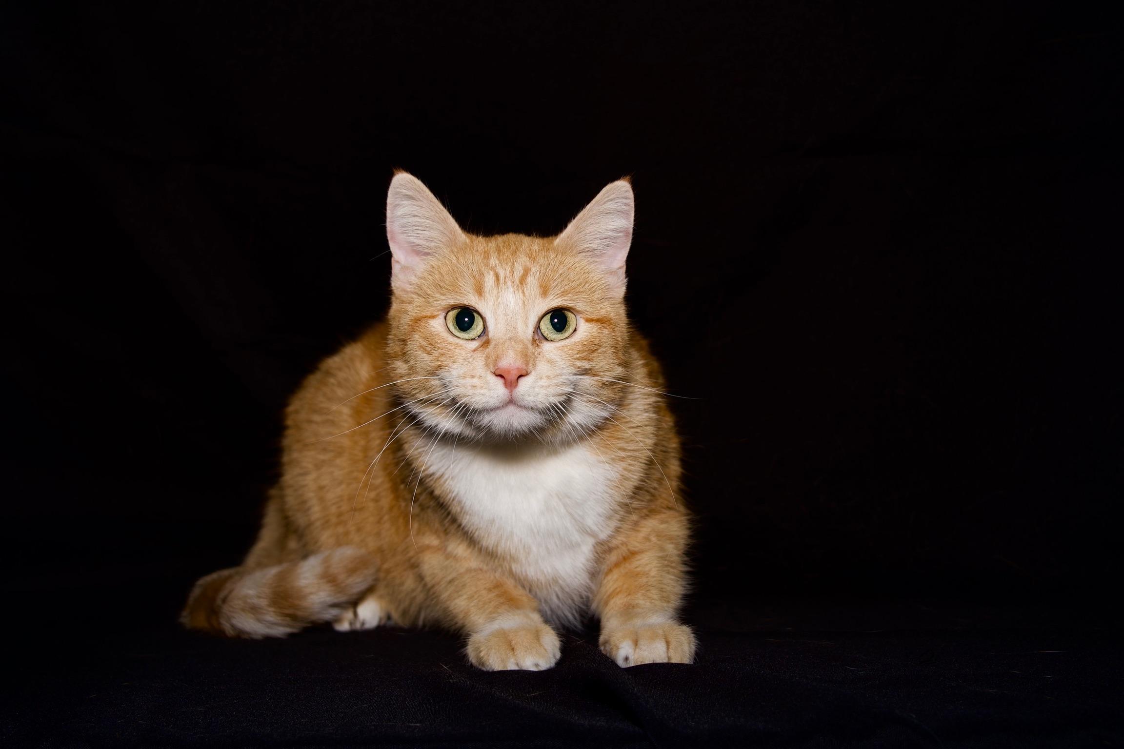 Enlarge Feyre, a Adoptable Domestic Short Hair in Riverside, CA image 1/4