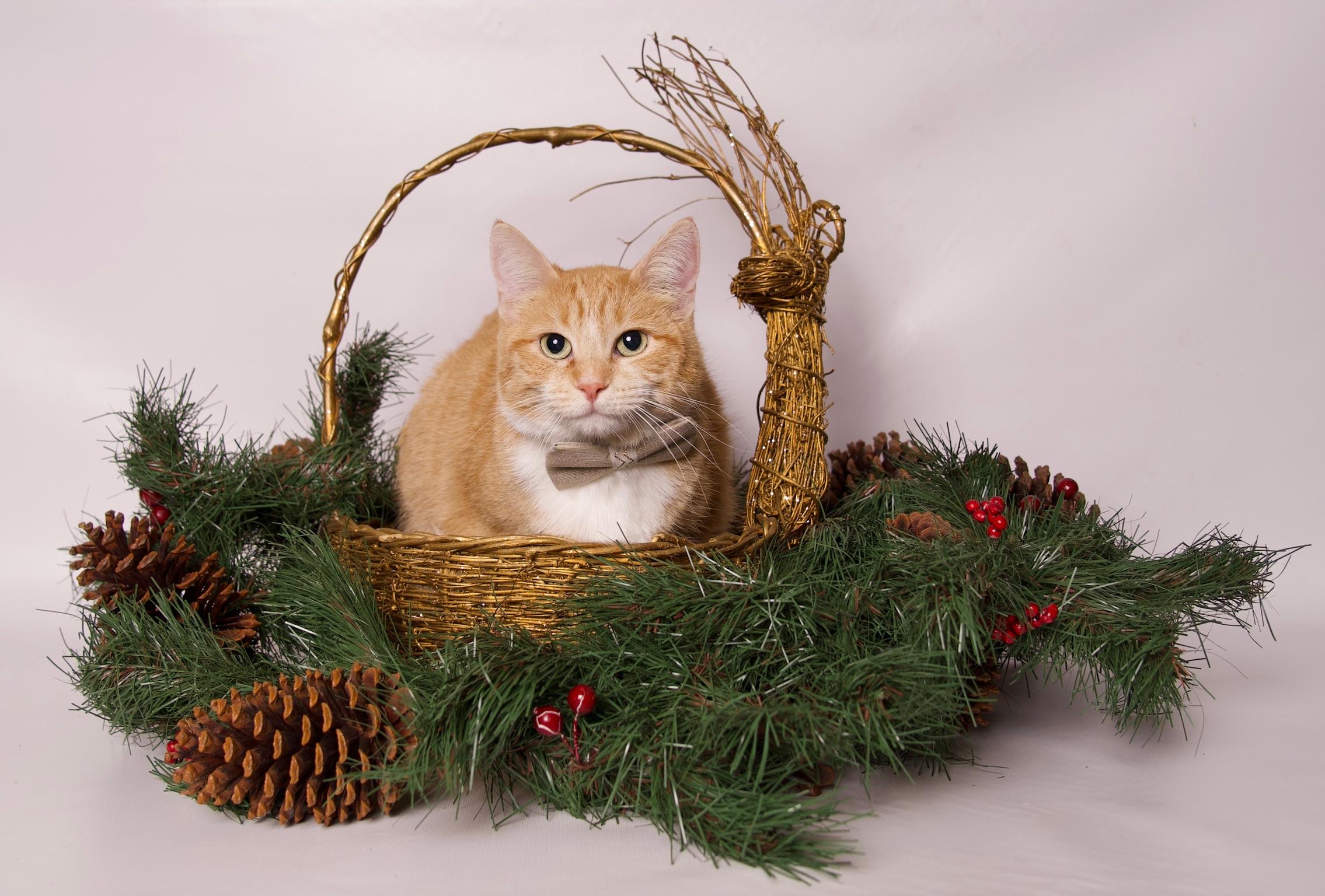 Feyre, a Adoptable Domestic Short Hair in Riverside, CA image 3/4