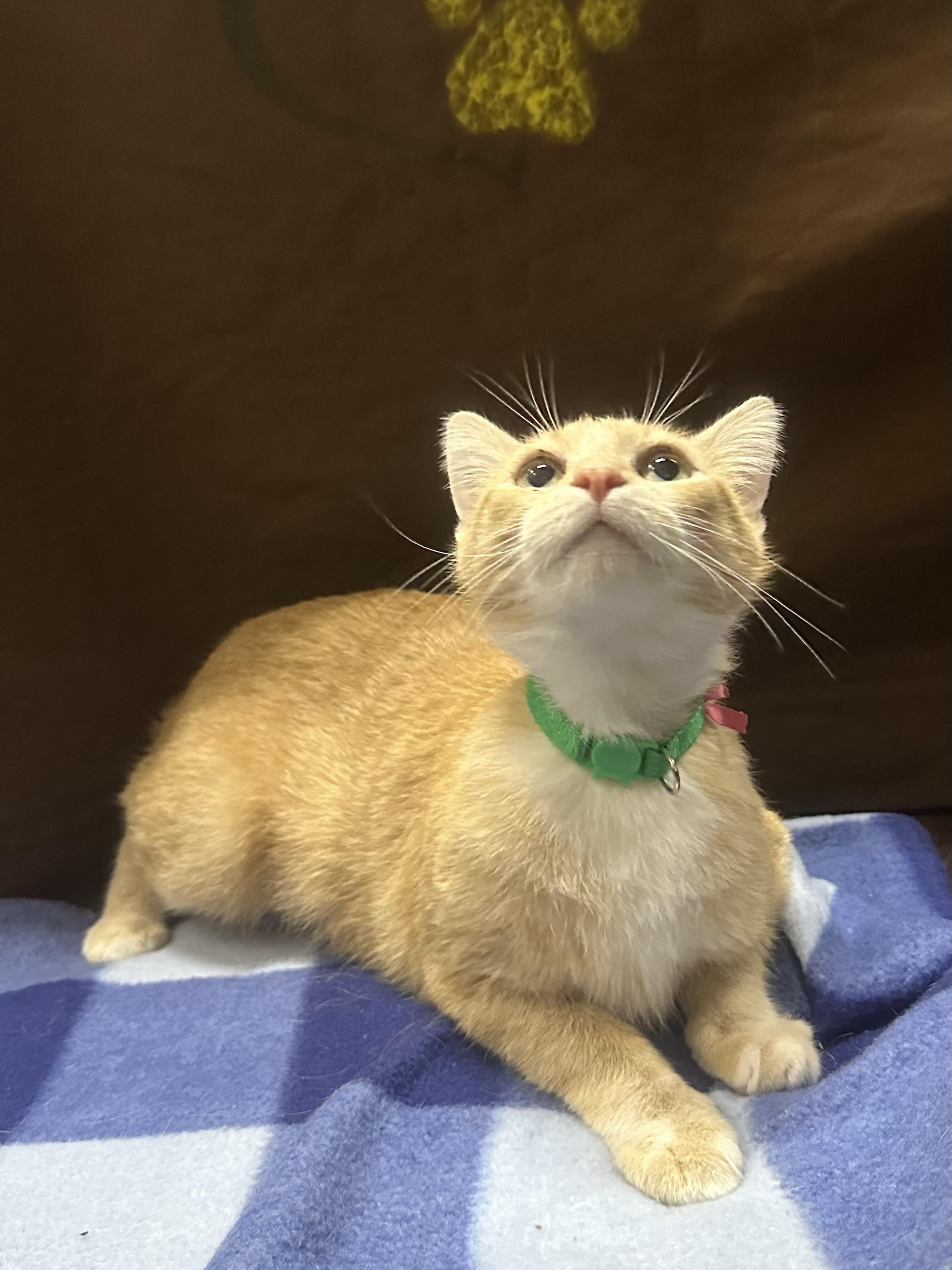 Feyre, a Adoptable Domestic Short Hair in Riverside, CA image 4/4